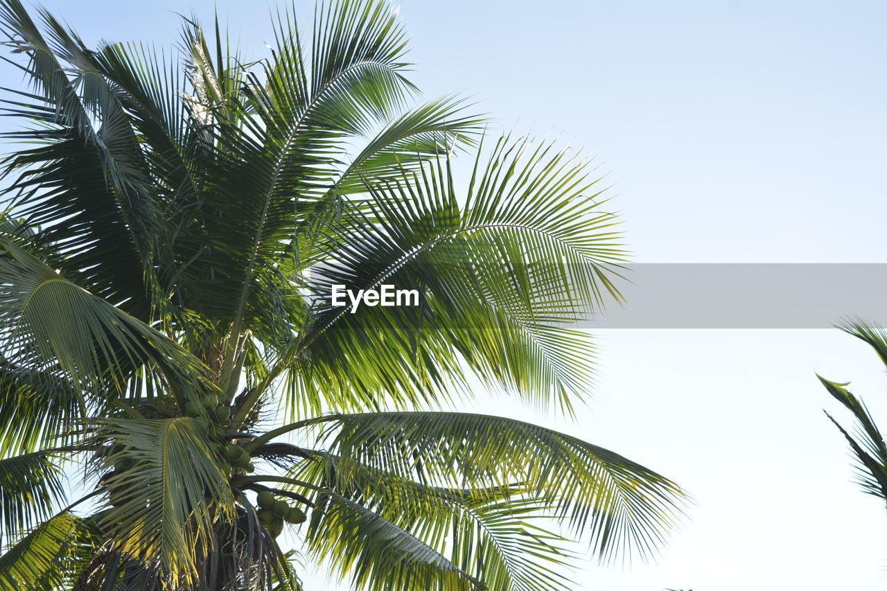 LOW ANGLE VIEW OF COCONUT PALM TREE AGAINST SKY