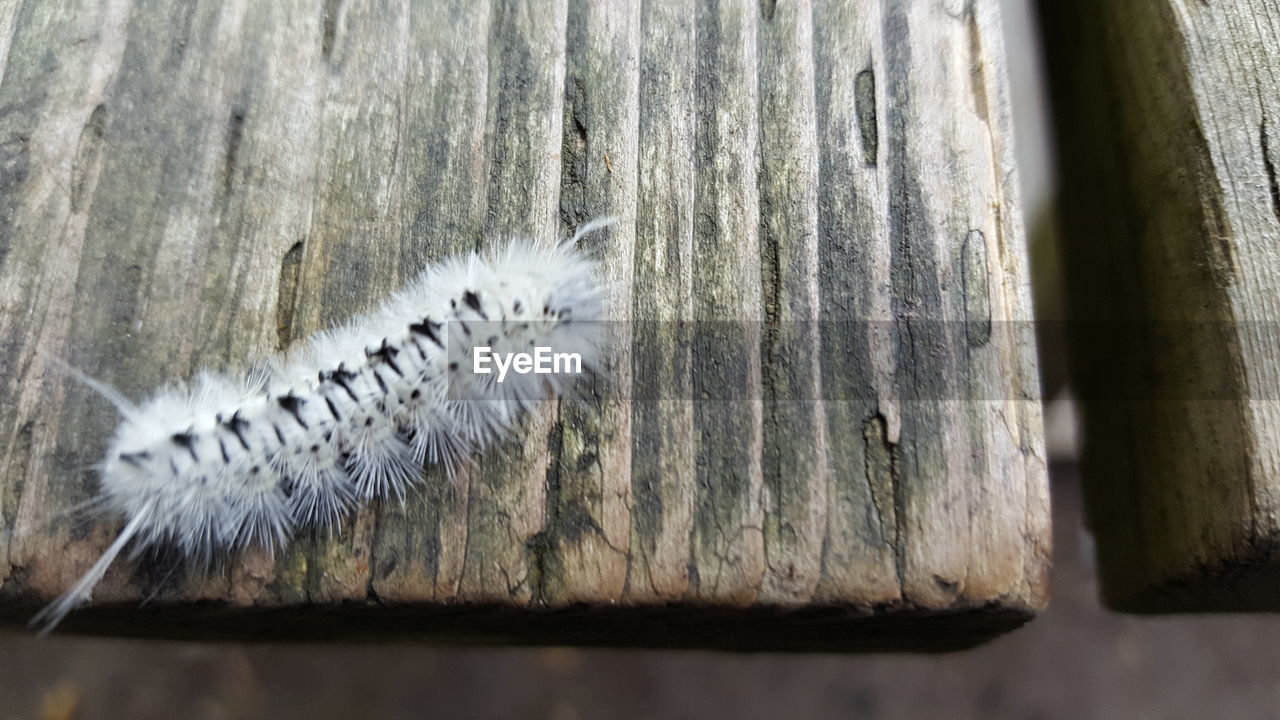 CLOSE-UP OF GRASSHOPPER ON WOOD