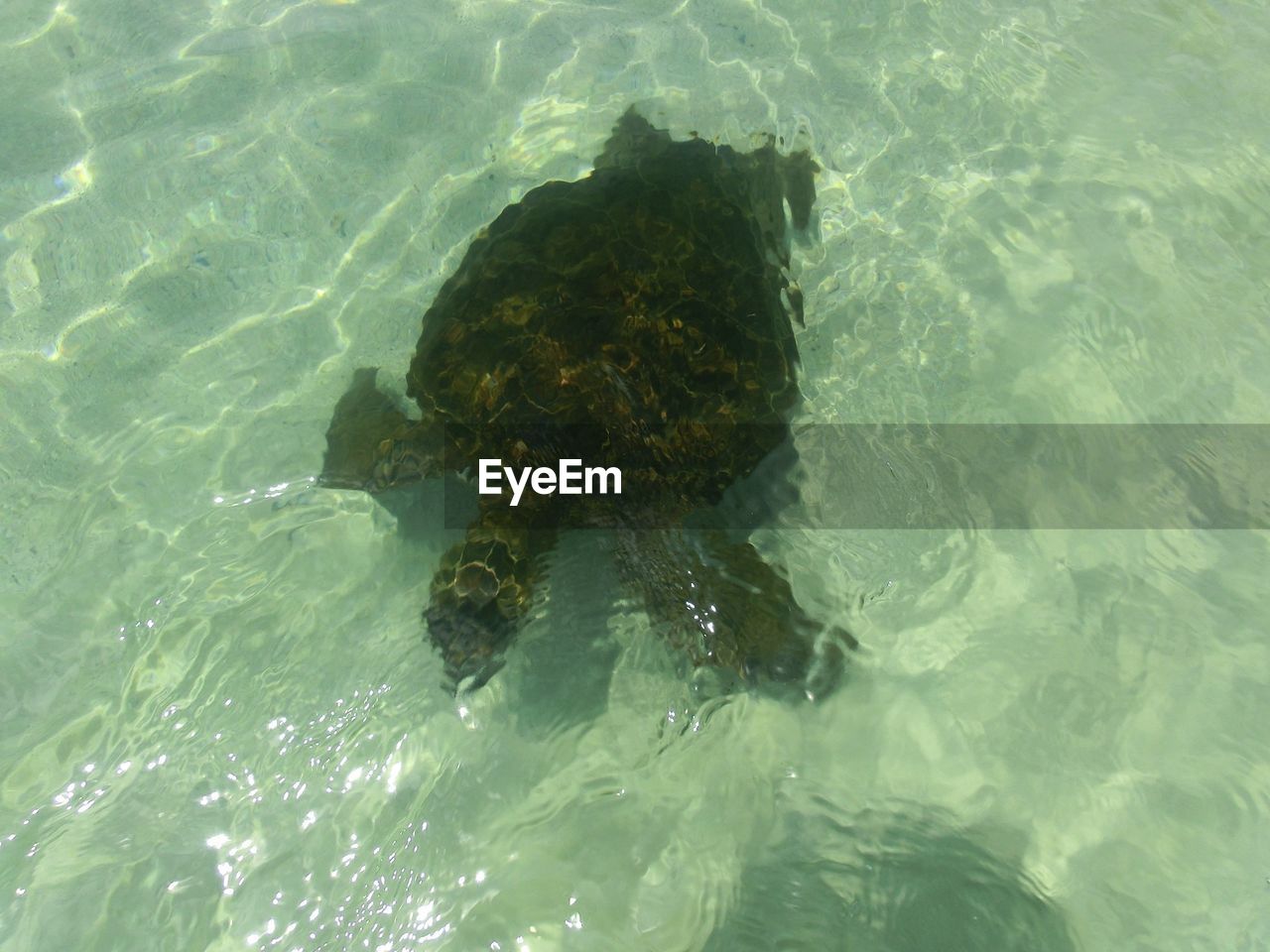 High angle view of turtle in pond