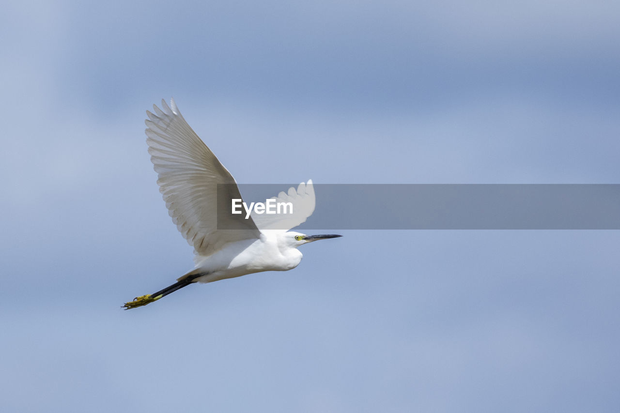 Image of heron, bittern or egret flying on sky. white bird. animal.