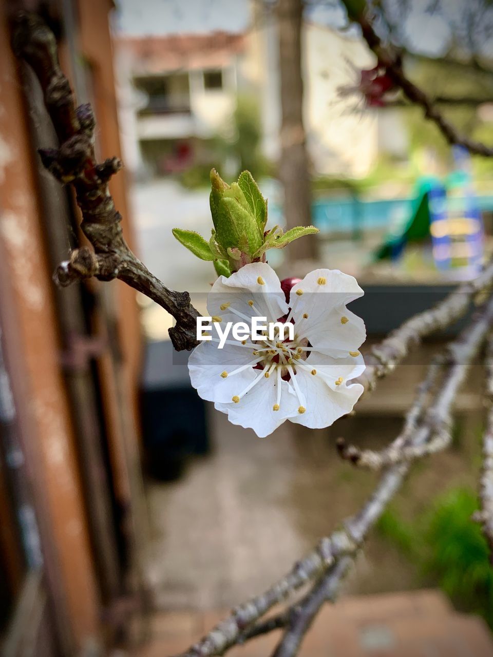 CLOSE-UP OF CHERRY BLOSSOM TREE