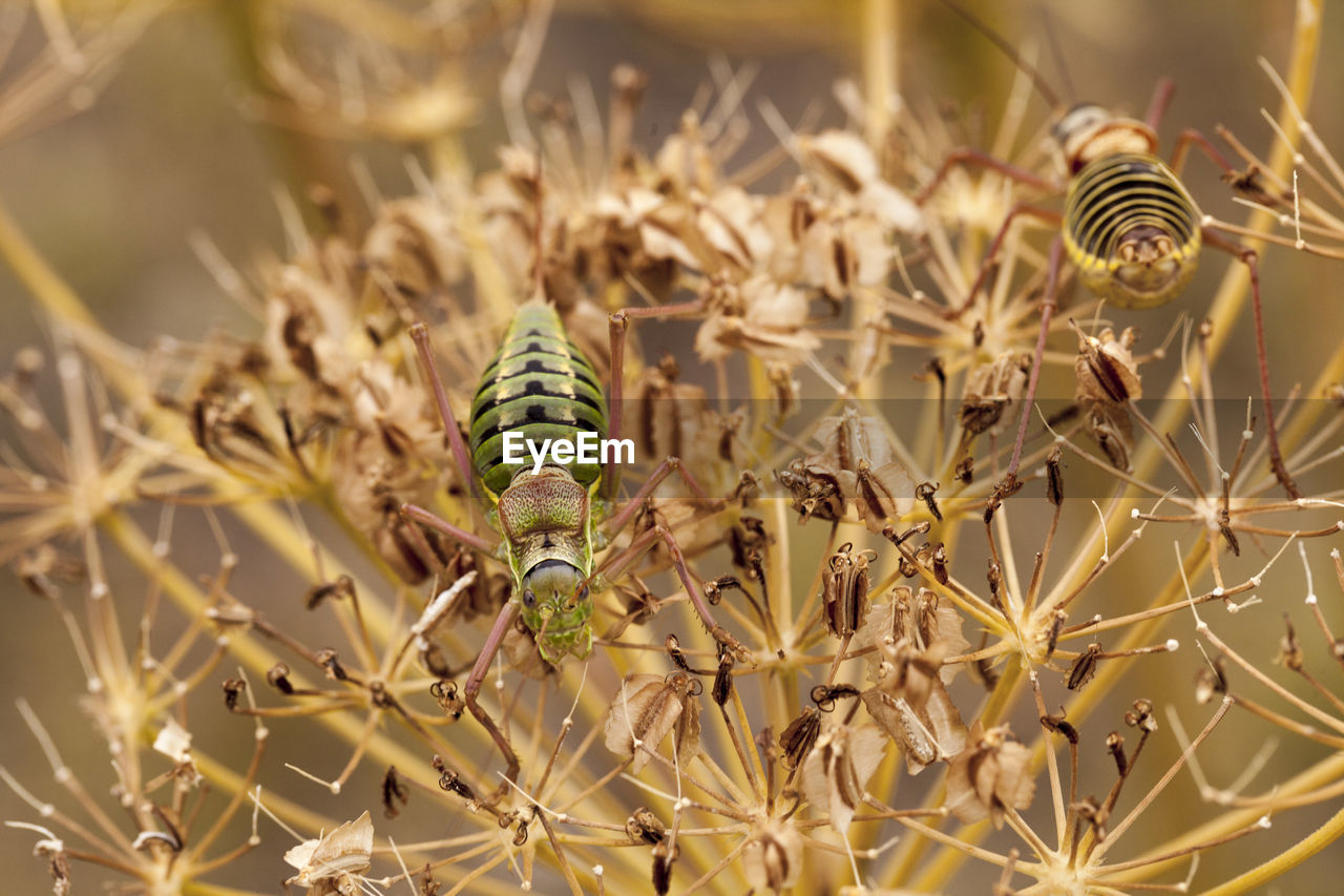 Close-up of insects on plant