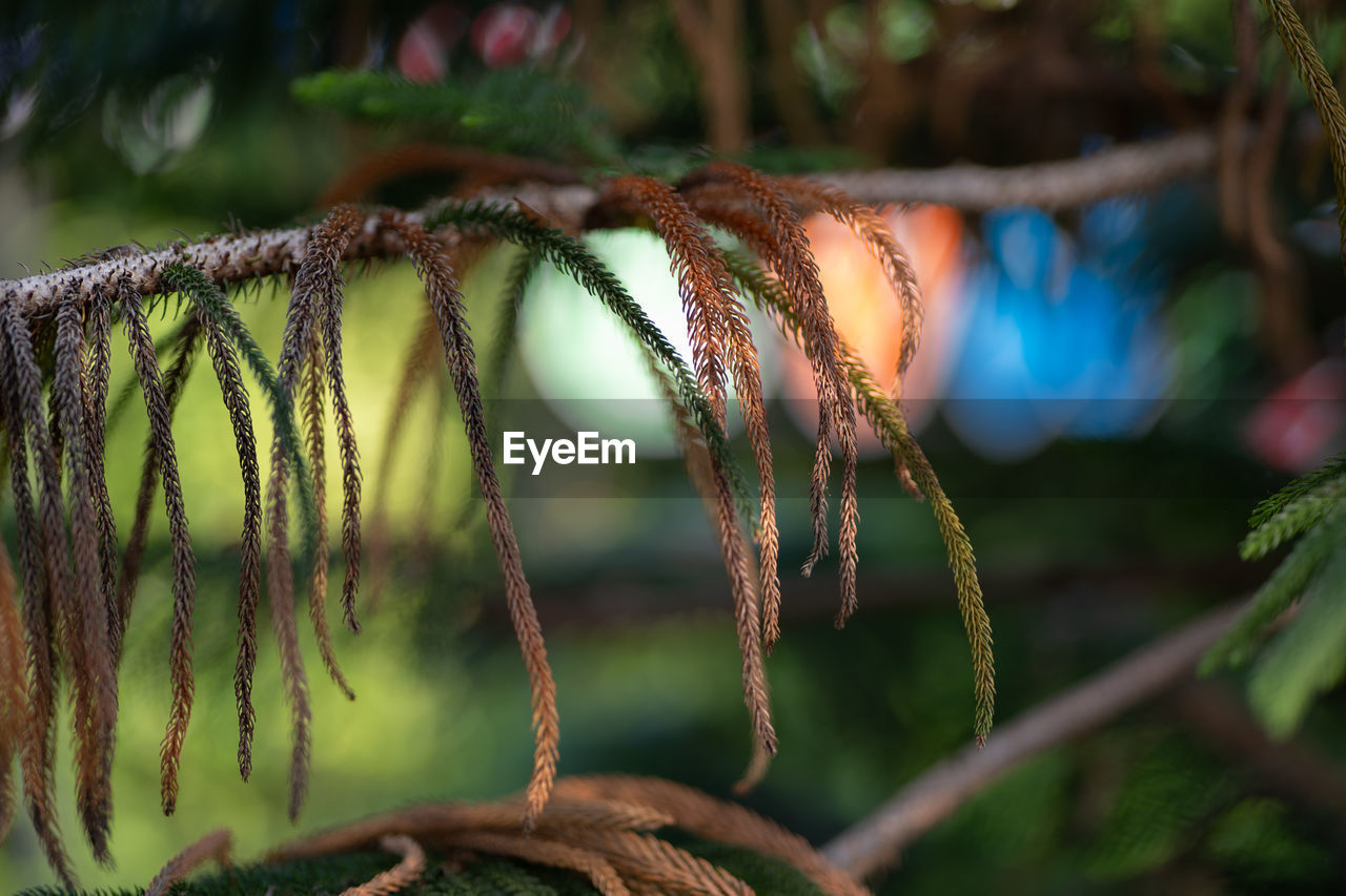 nature, green, macro photography, plant, flower, branch, forest, leaf, close-up, no people, jungle, tree, focus on foreground, growth, beauty in nature, outdoors, day, sunlight, plant part, selective focus, rainforest, wildlife, land