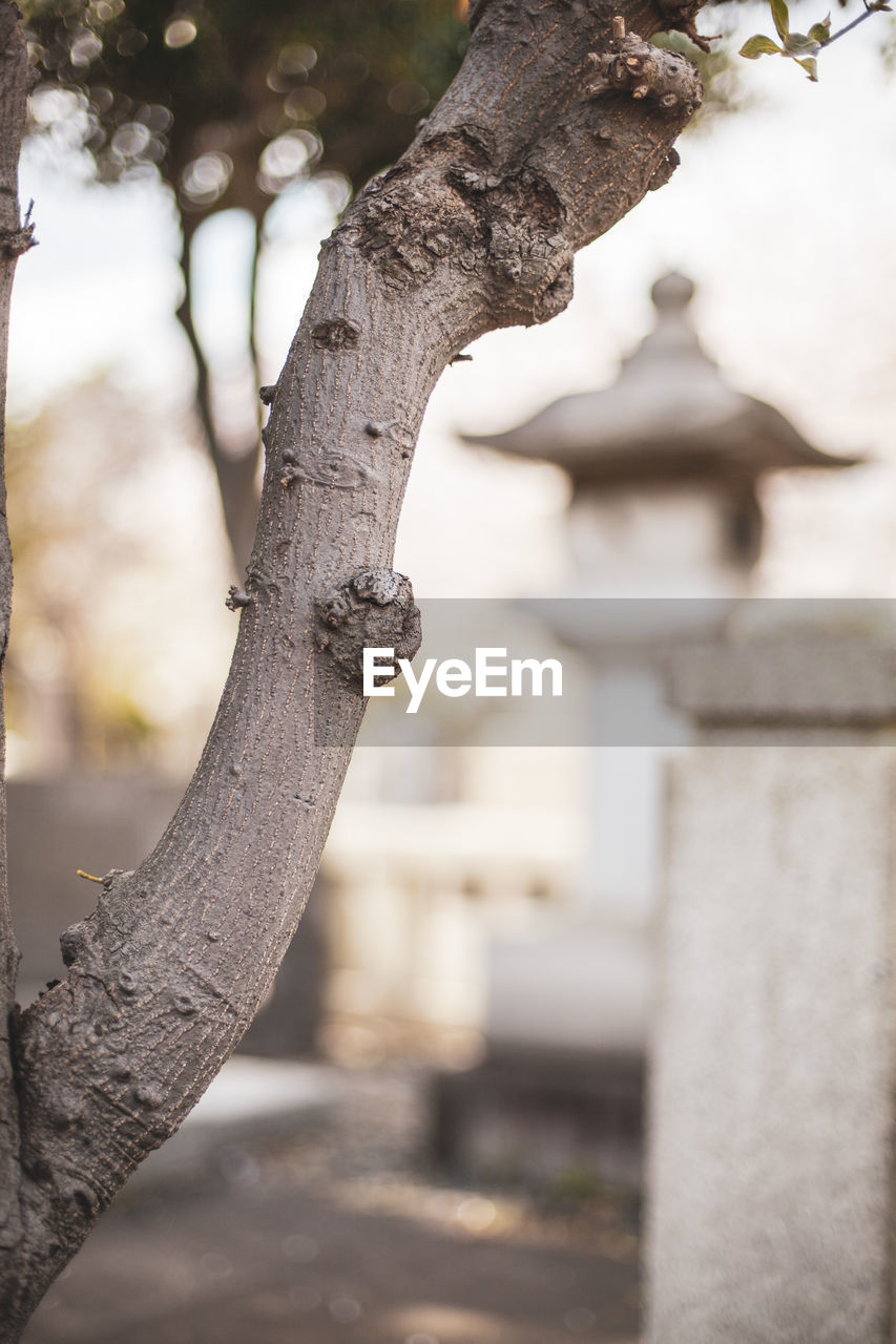 CLOSE-UP OF TREE TRUNK AGAINST TEMPLE