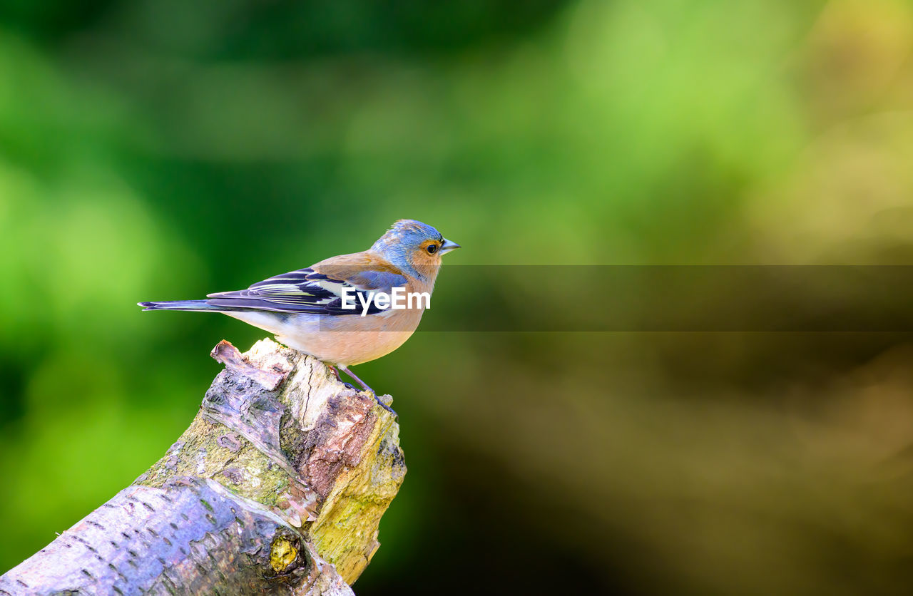 Male chaffinch perched on a broken tree stump