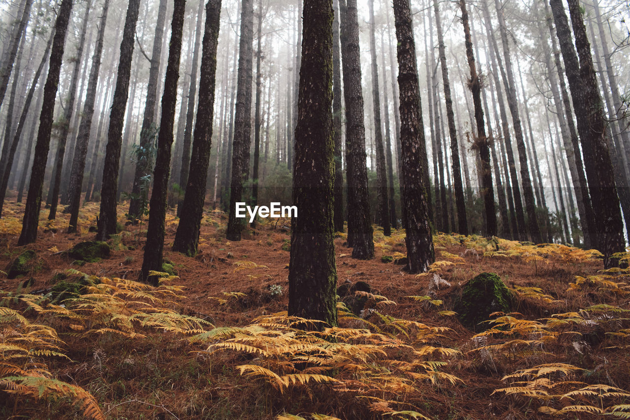 Low angle view of trees in forest