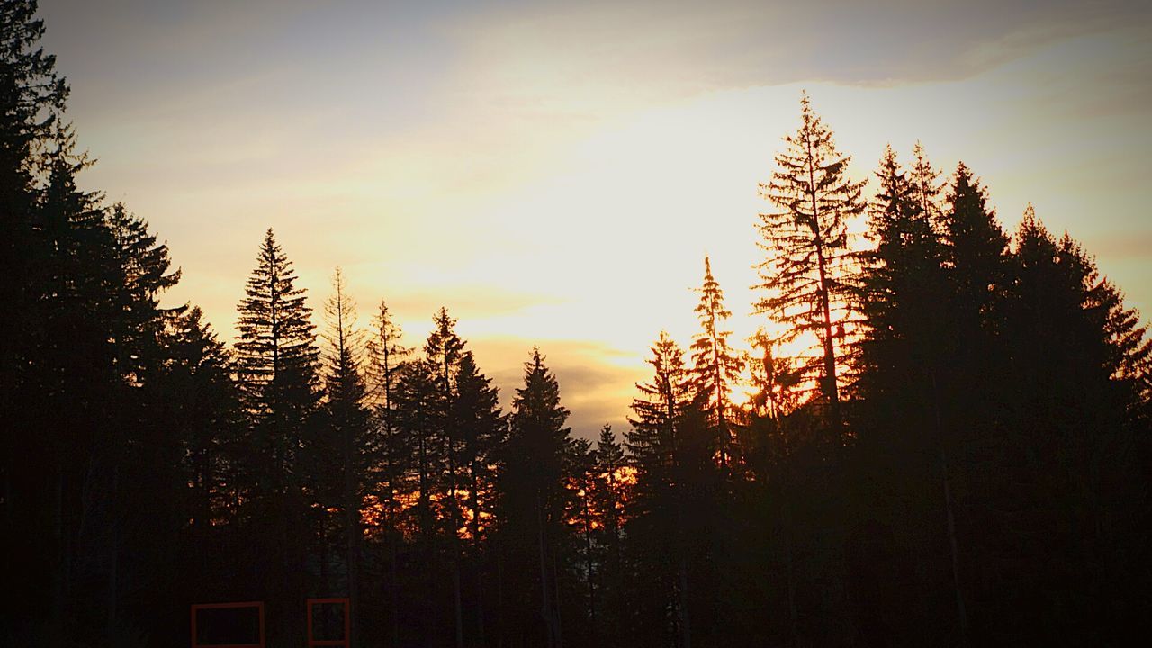 SILHOUETTE TREES AGAINST SKY