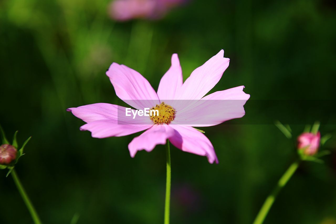 CLOSE-UP OF PINK FLOWERS