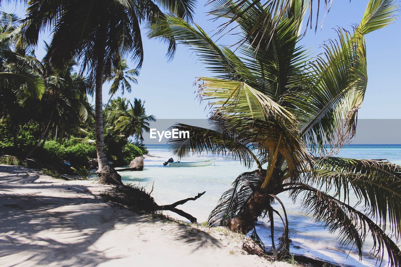 Palm trees at beach against sky