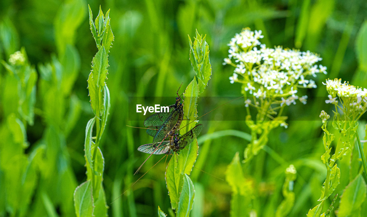 CLOSE-UP OF INSECT ON GREEN FLOWER