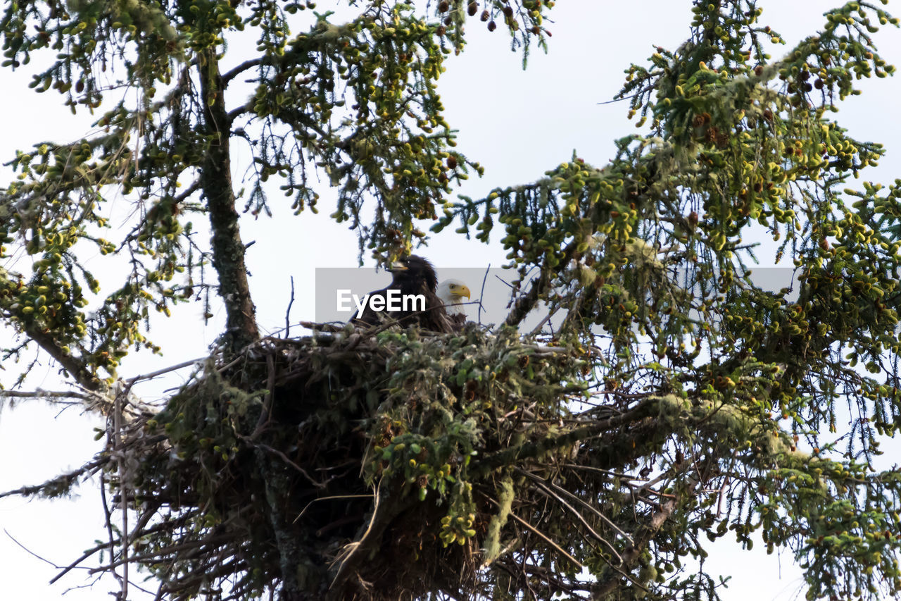 LOW ANGLE VIEW OF BIRD PERCHING ON BRANCH