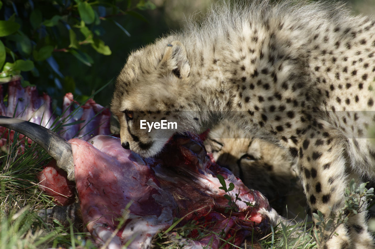 Close-up of cheetah cub eating dead animal