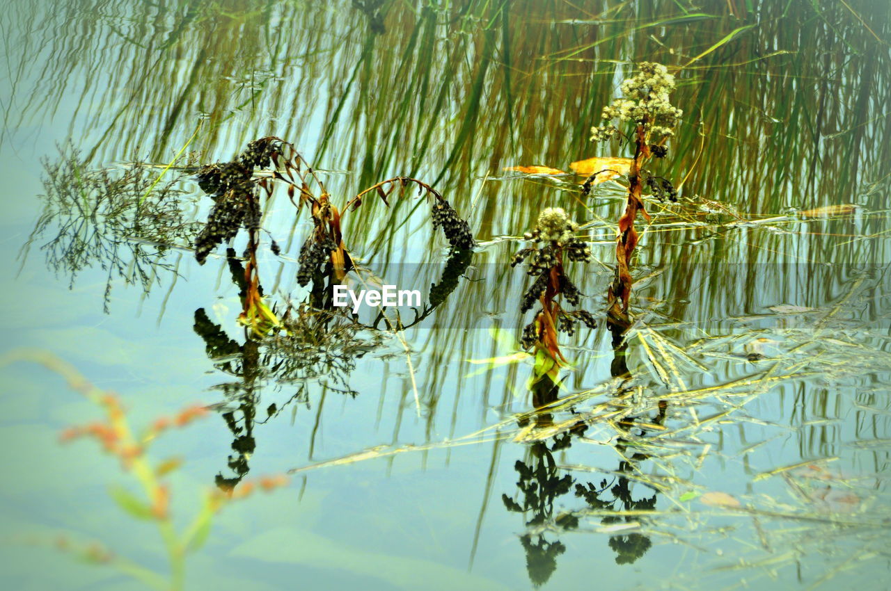 High angle view of plants growing in pond