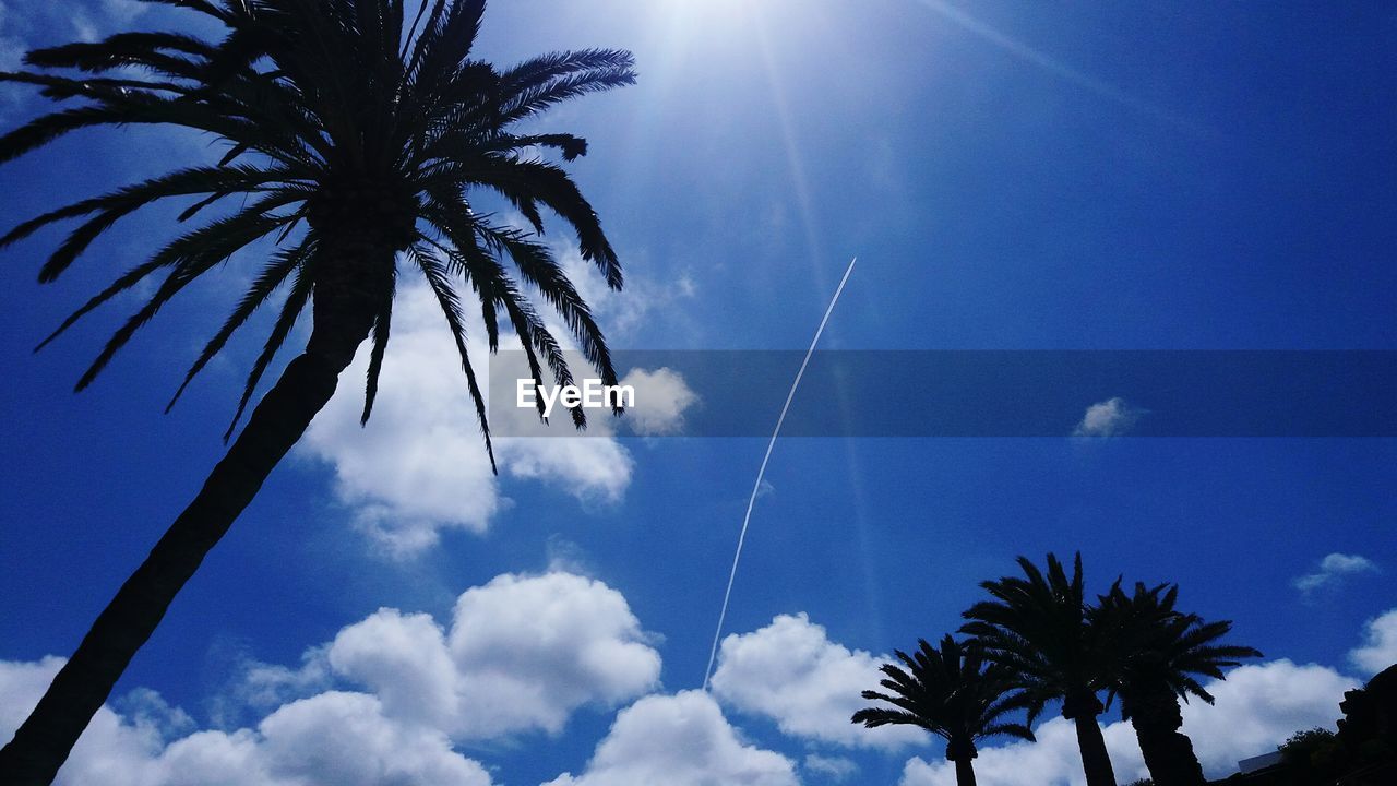 LOW ANGLE VIEW OF SILHOUETTE PALM TREES AGAINST SKY