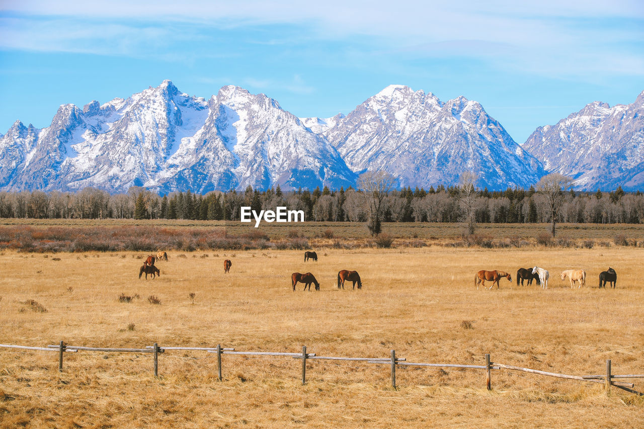 Horses in grand teton national park wyoming landscape 