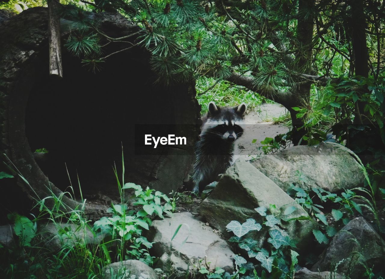 Raccoon standing by log against tree in forest