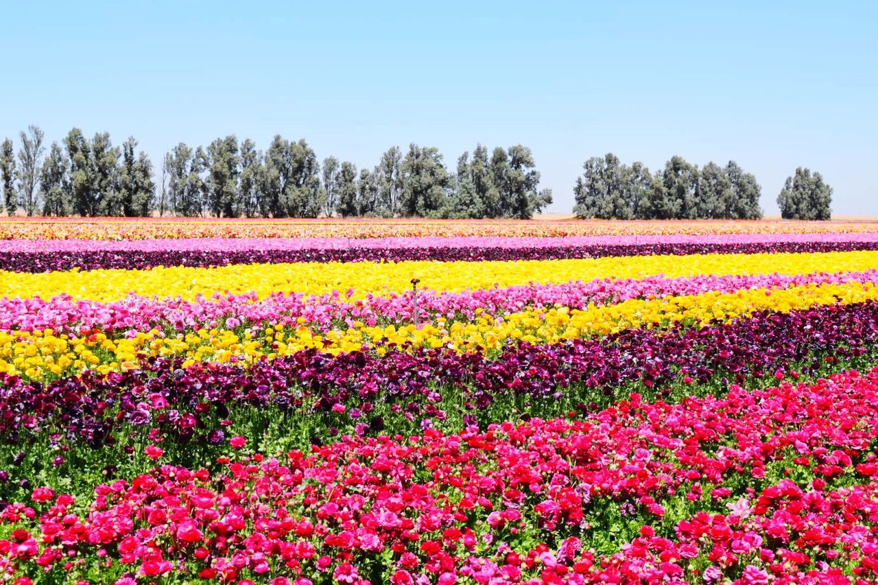 MULTI COLORED FLOWERS BLOOMING ON FIELD