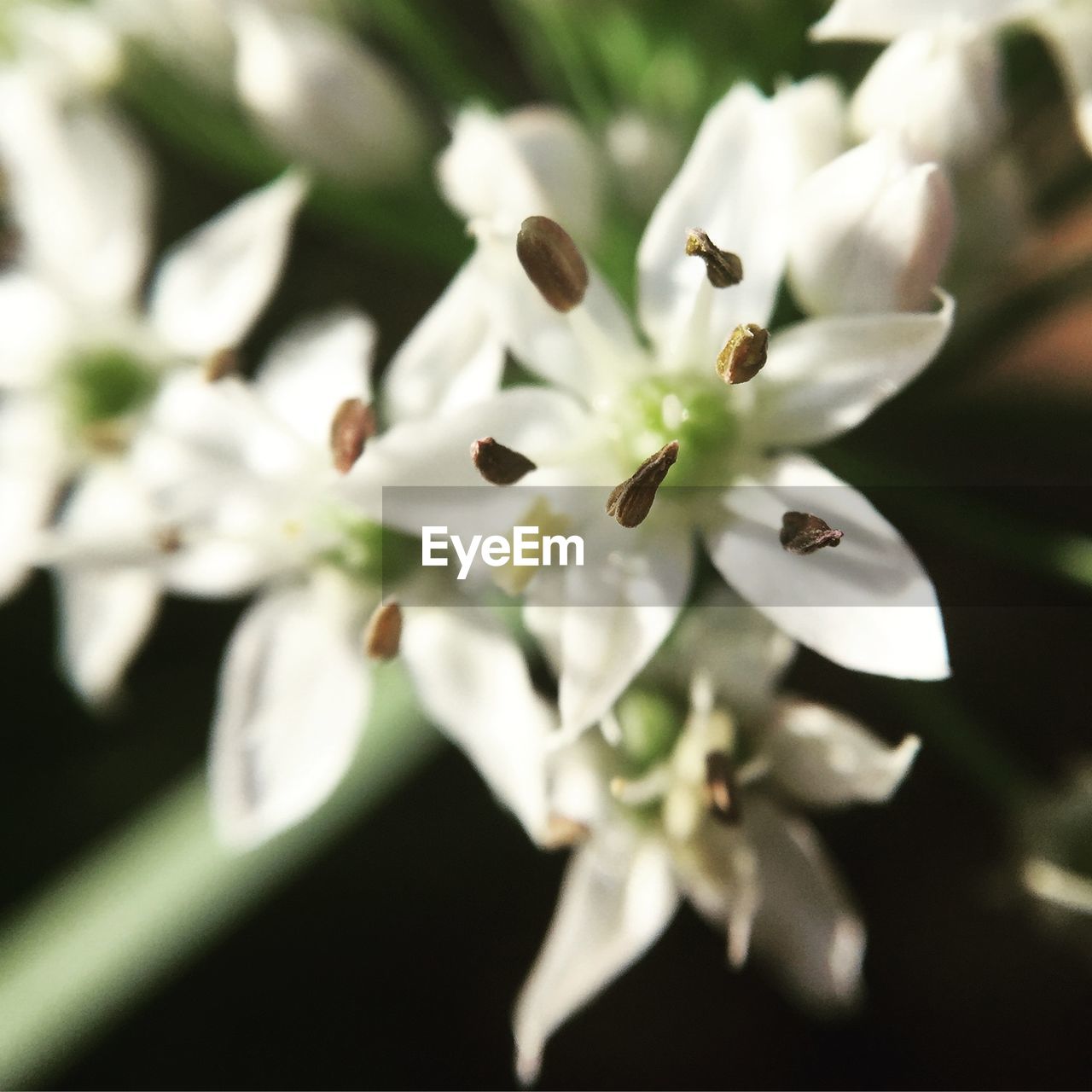 CLOSE-UP OF WHITE FLOWERS BLOOMING