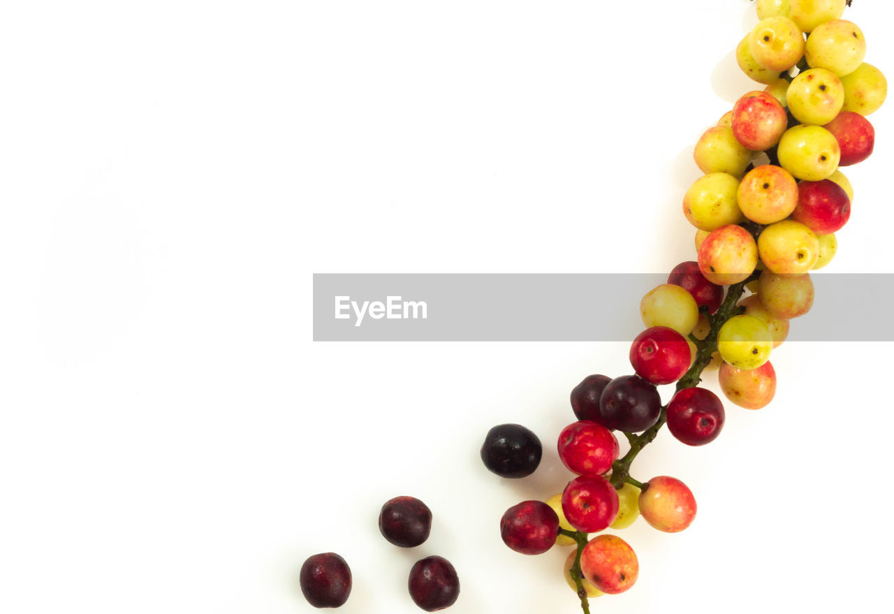 HIGH ANGLE VIEW OF MULTI COLORED BERRIES ON WHITE BACKGROUND