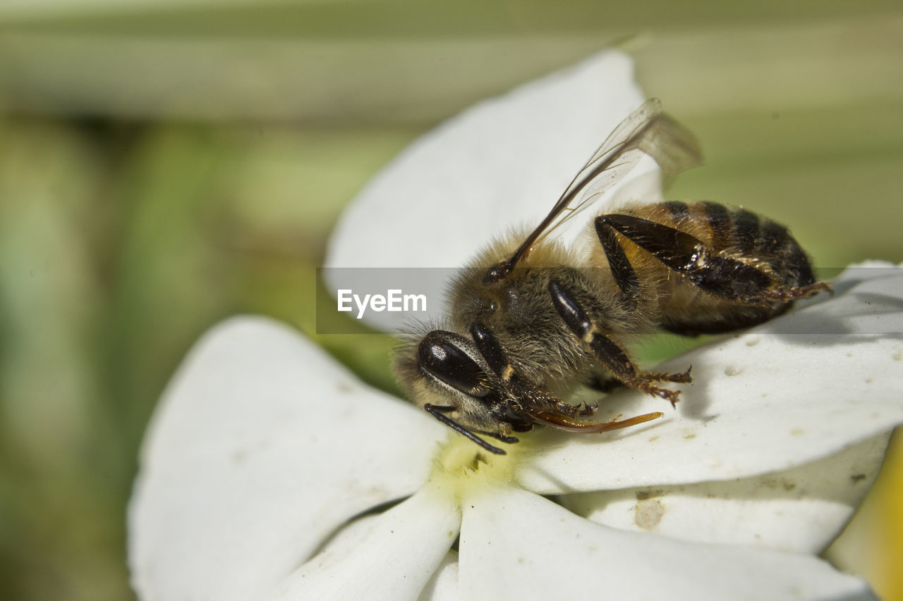 Close-up of bee on white flower