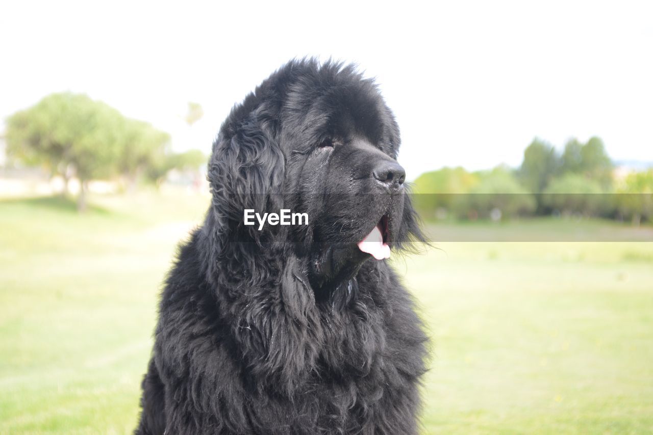 Close-up of dog on field against sky