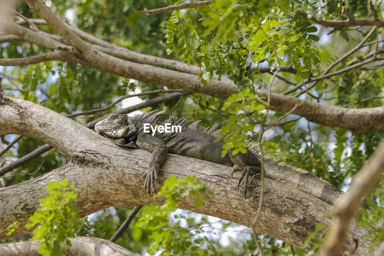 Iguana relaxing on branch