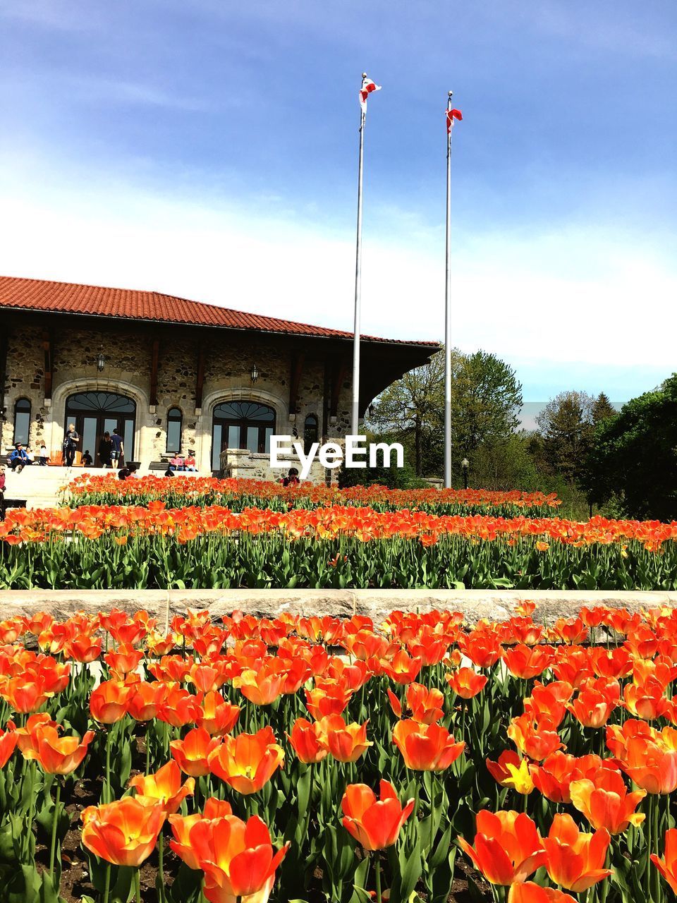 RED FLOWERS GROWING IN PARK