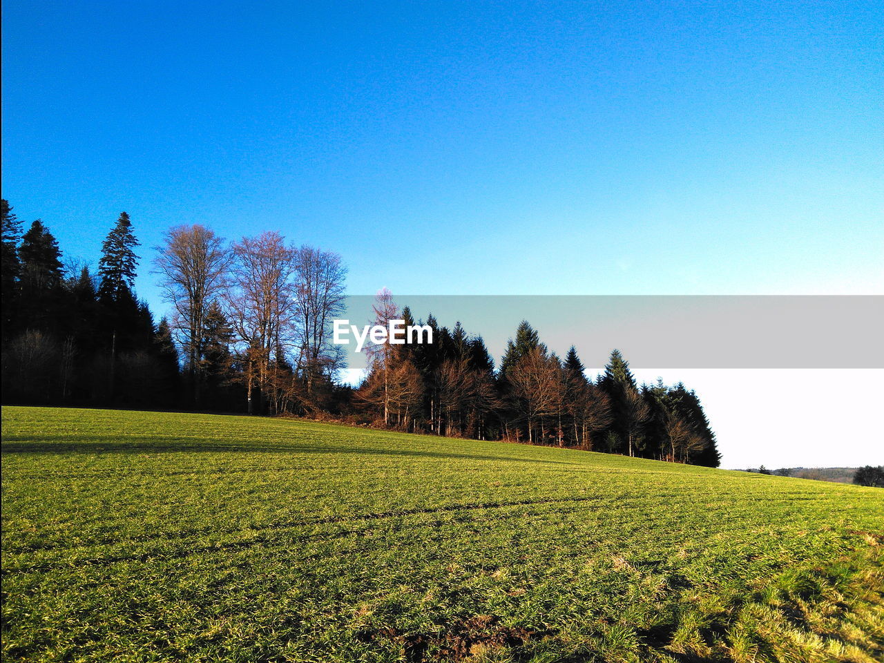 Scenic view of field against clear blue sky