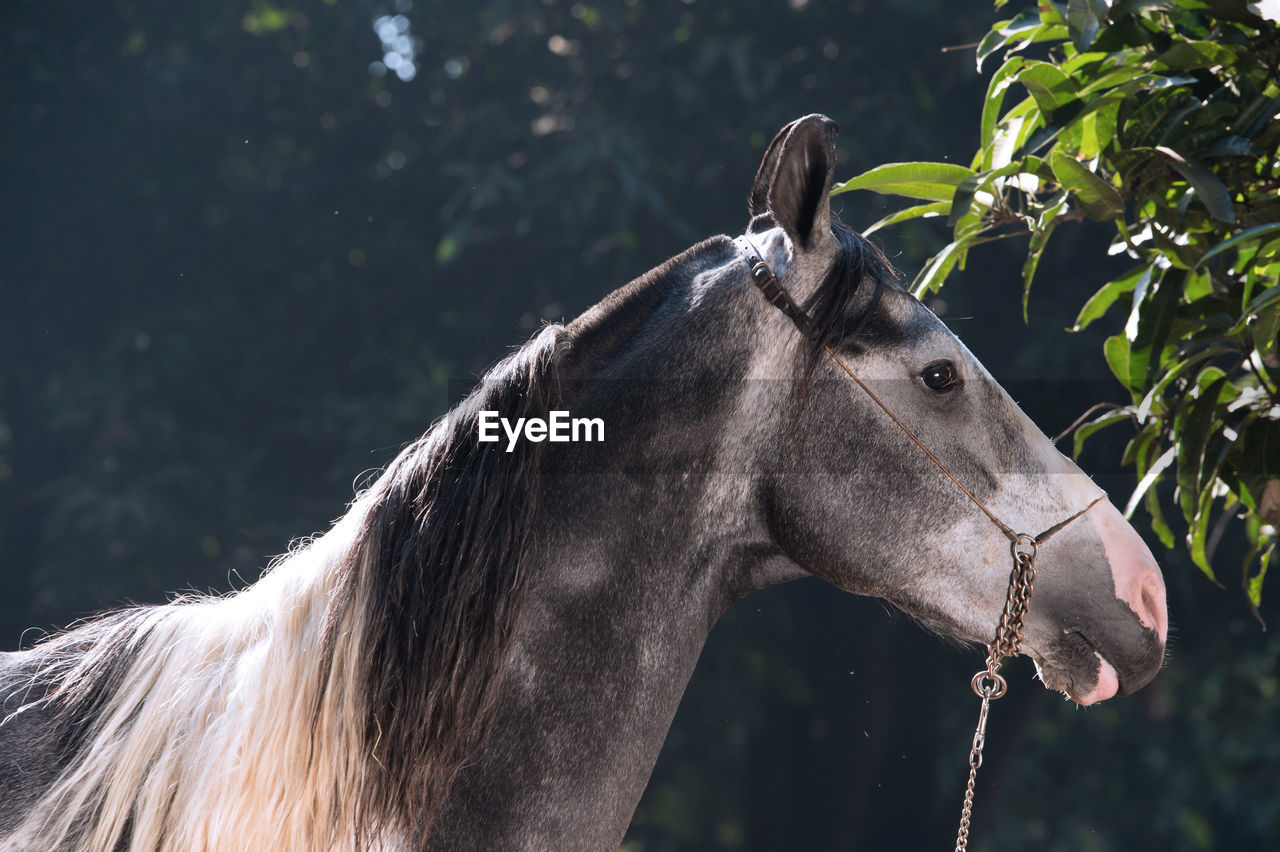 Side view of horse standing in forest