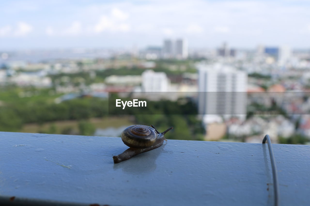 CLOSE-UP OF SNAIL ON SIDEWALK