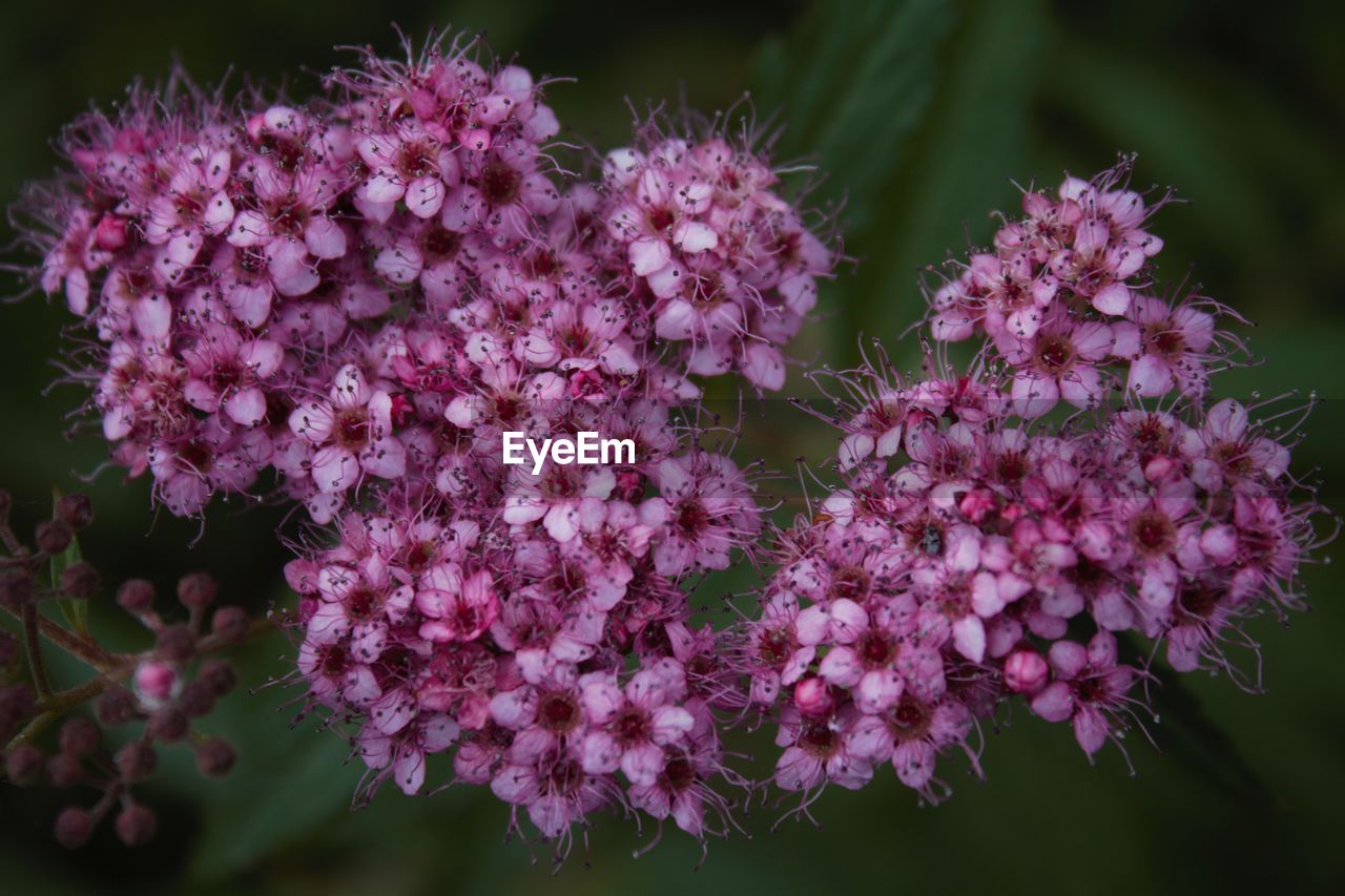 CLOSE-UP OF PINK FLOWERING PURPLE FLOWERS