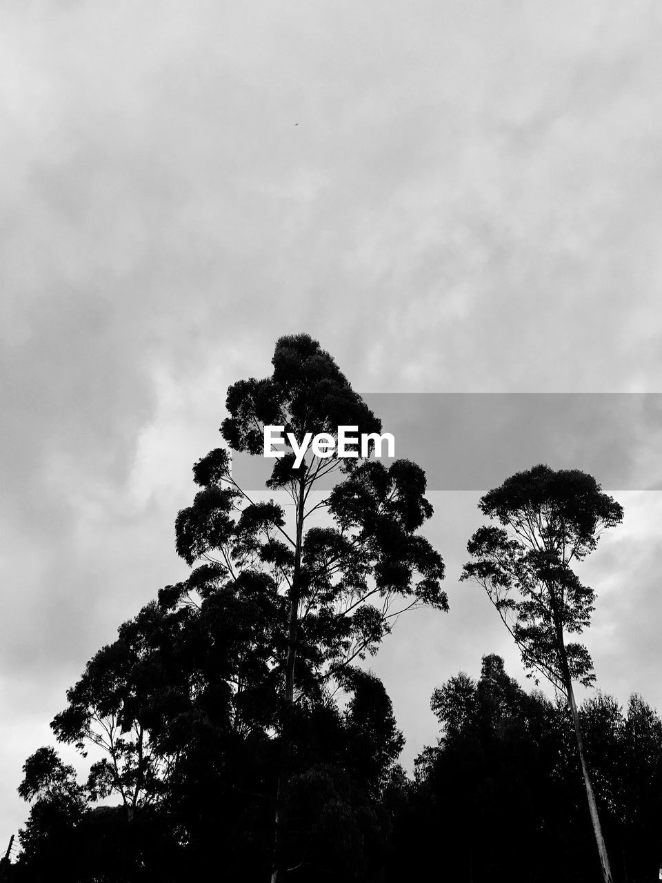 LOW ANGLE VIEW OF TREE AGAINST SKY