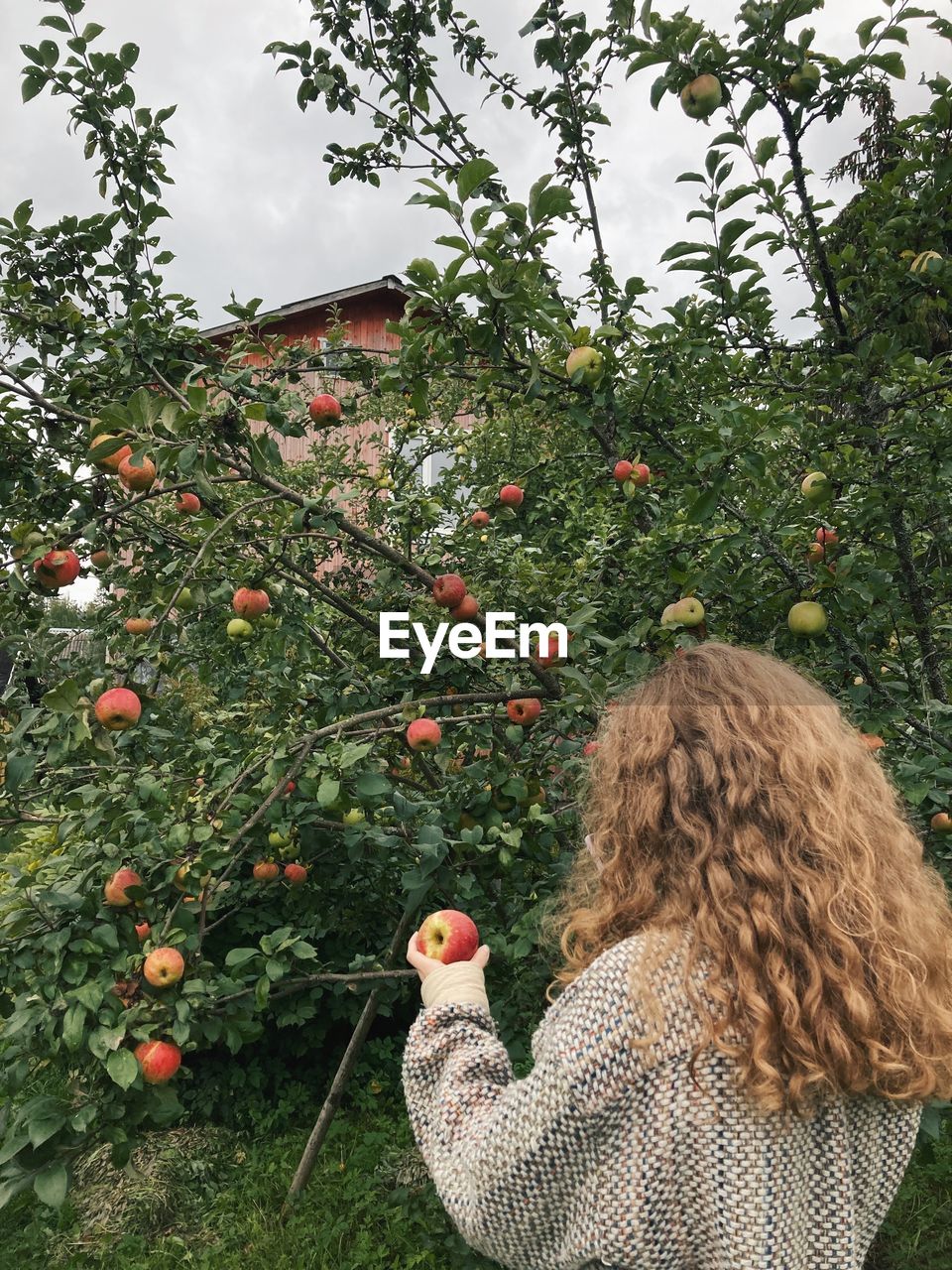 Orchard, summer, apple