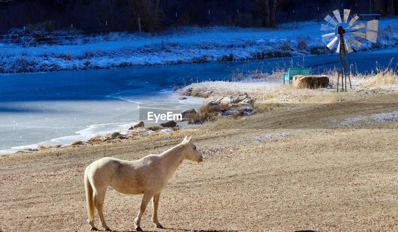 VIEW OF HORSE ON SNOW FIELD