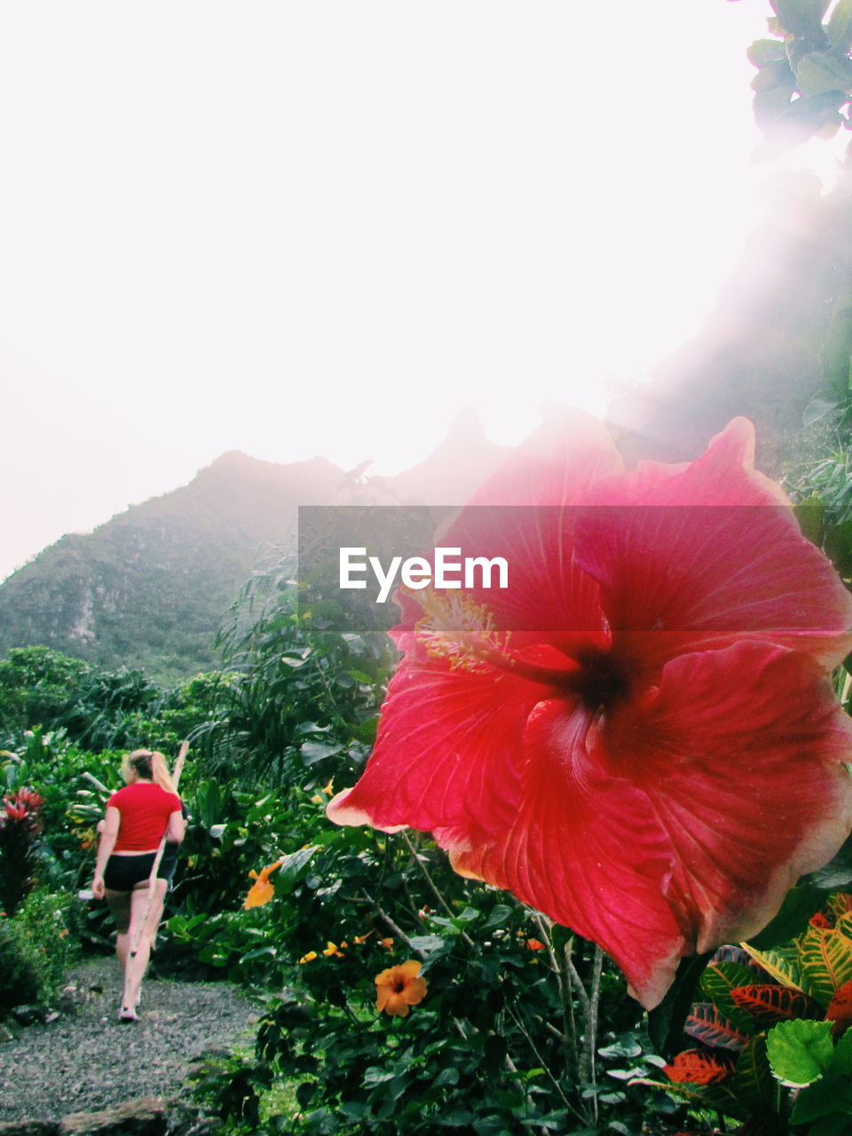 flower, real people, nature, growth, plant, beauty in nature, outdoors, day, flower head, petal, one person, lifestyles, freshness, red, fragility, full length, clear sky, mountain, women, hibiscus, people