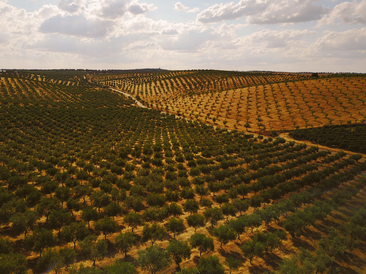 VIEW OF VINEYARD