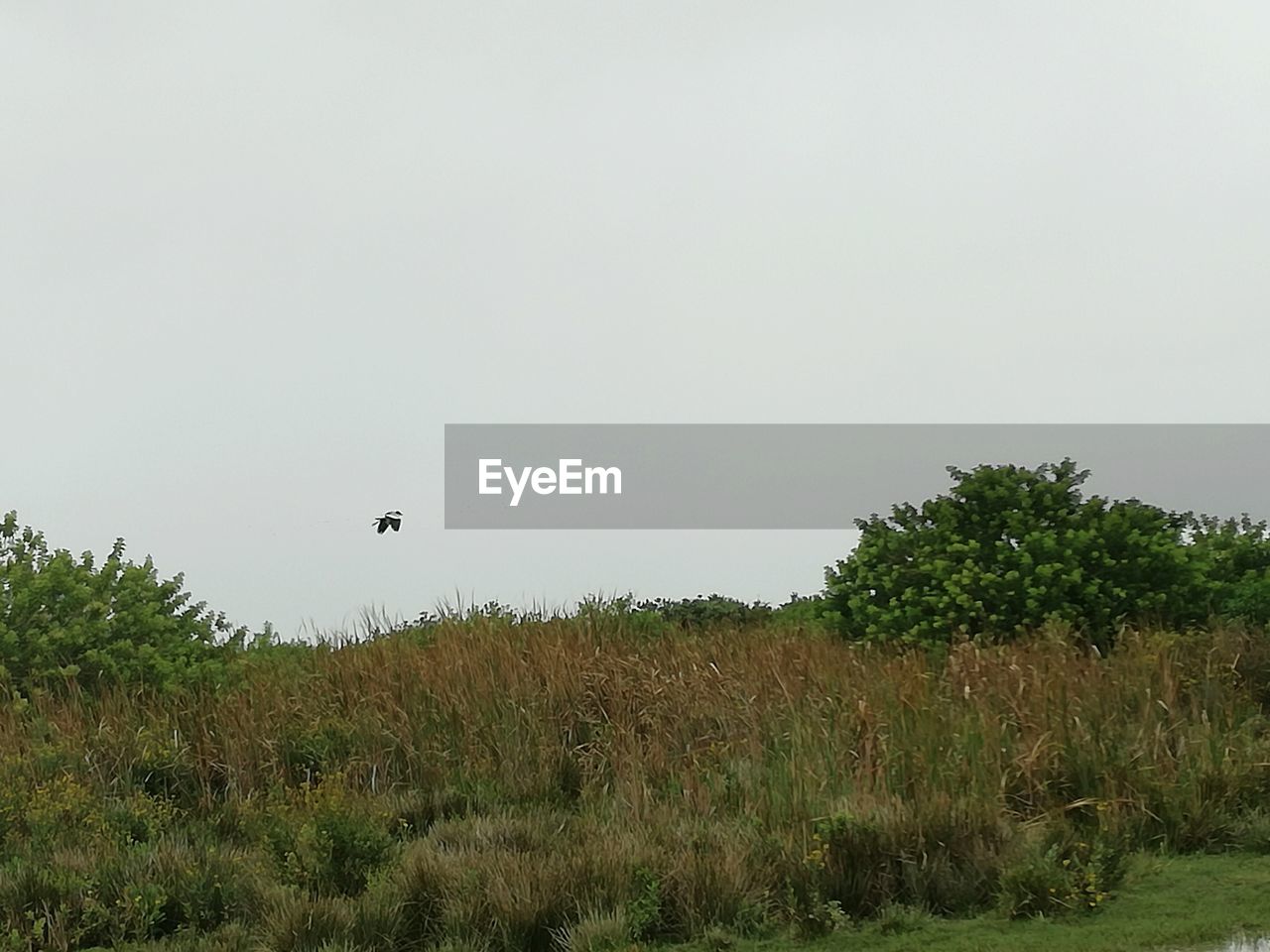 BIRD ON FIELD AGAINST CLEAR SKY