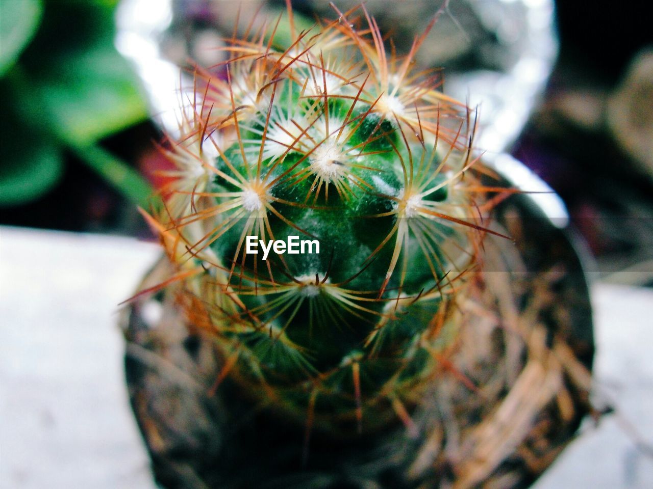 High angle view of flowers blooming on cactus on table