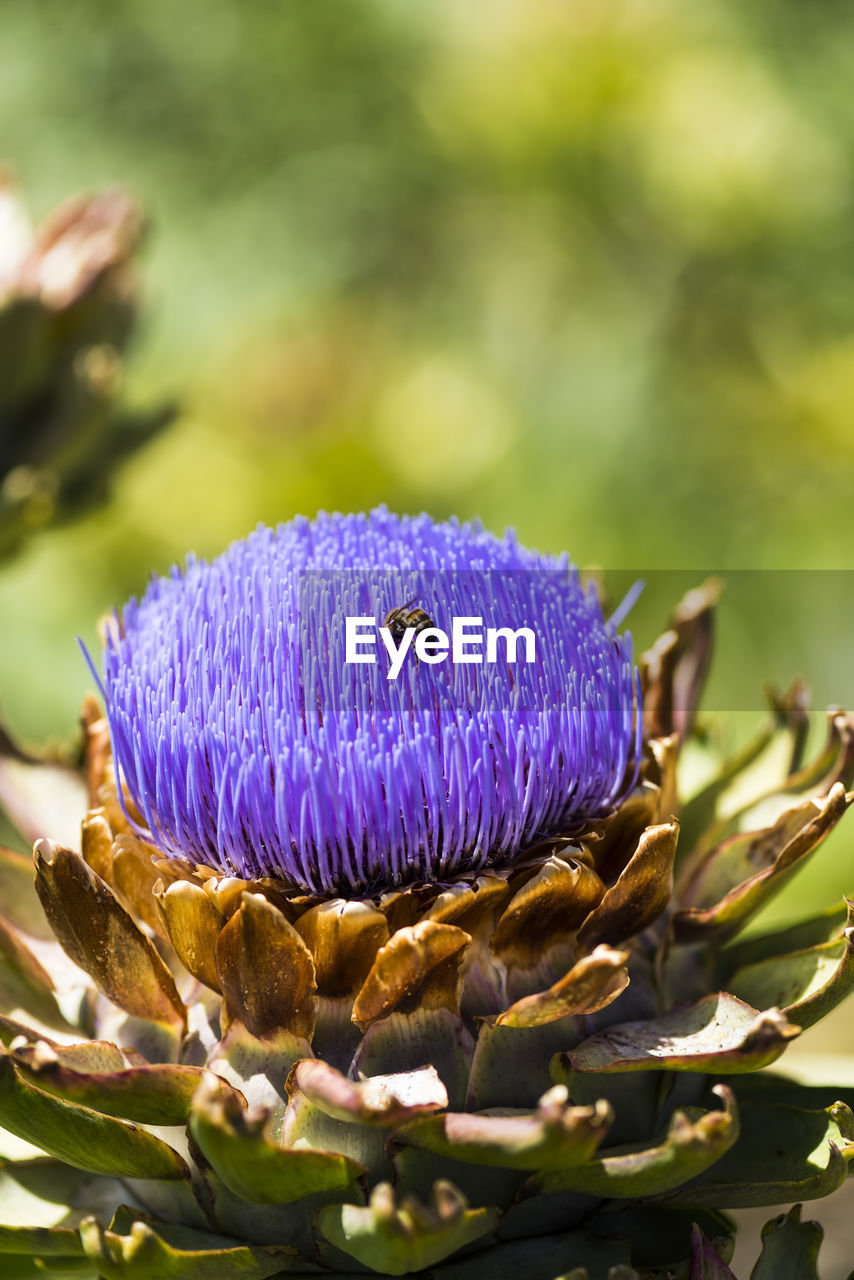 Bee on purple artichoke flower in vegetable garden