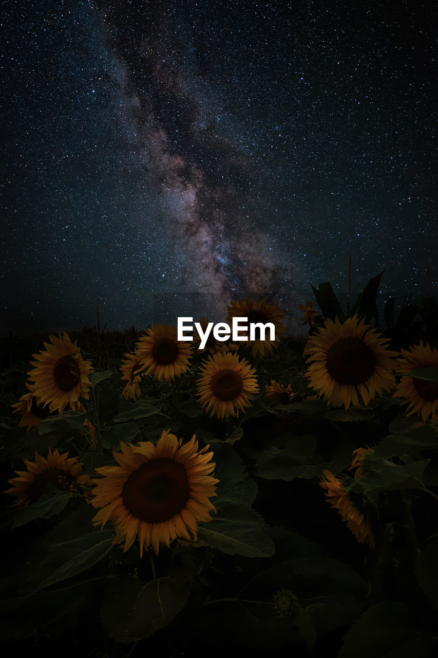 The milky way over a field of sunflowers.
