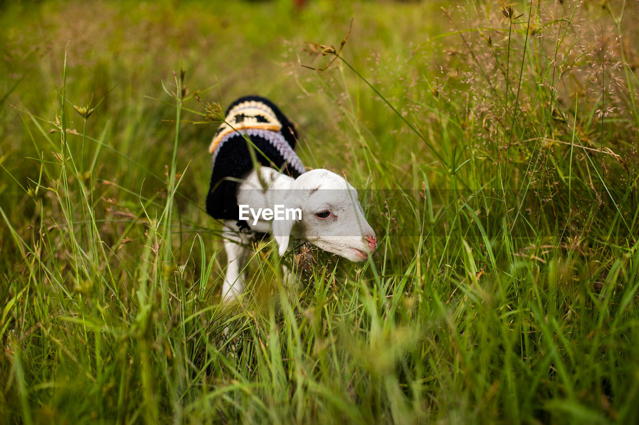 White kid goat grazing on grassy field