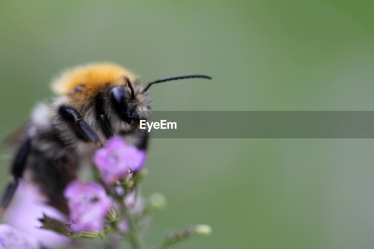 Close-up of bee on flower