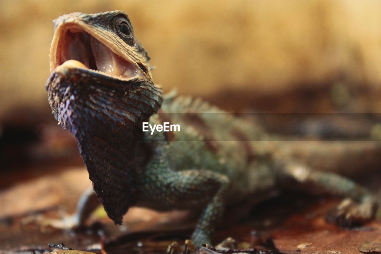 CLOSE-UP OF A TURTLE