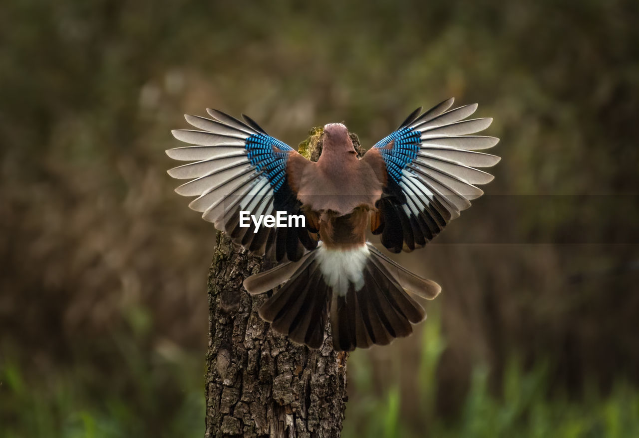 An eurasian jay garrulus glandarius with spread wings in a forest