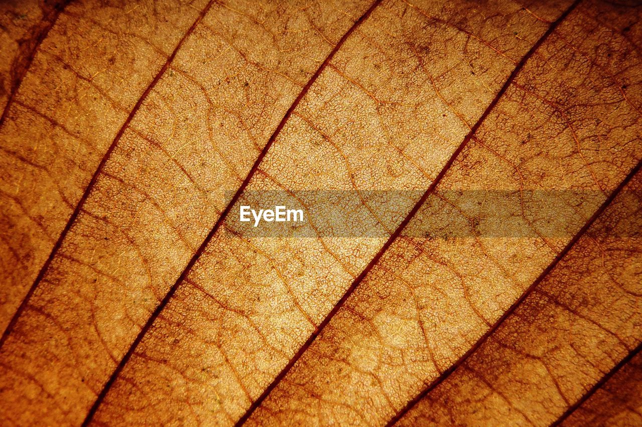 Full frame shot of dry leaf