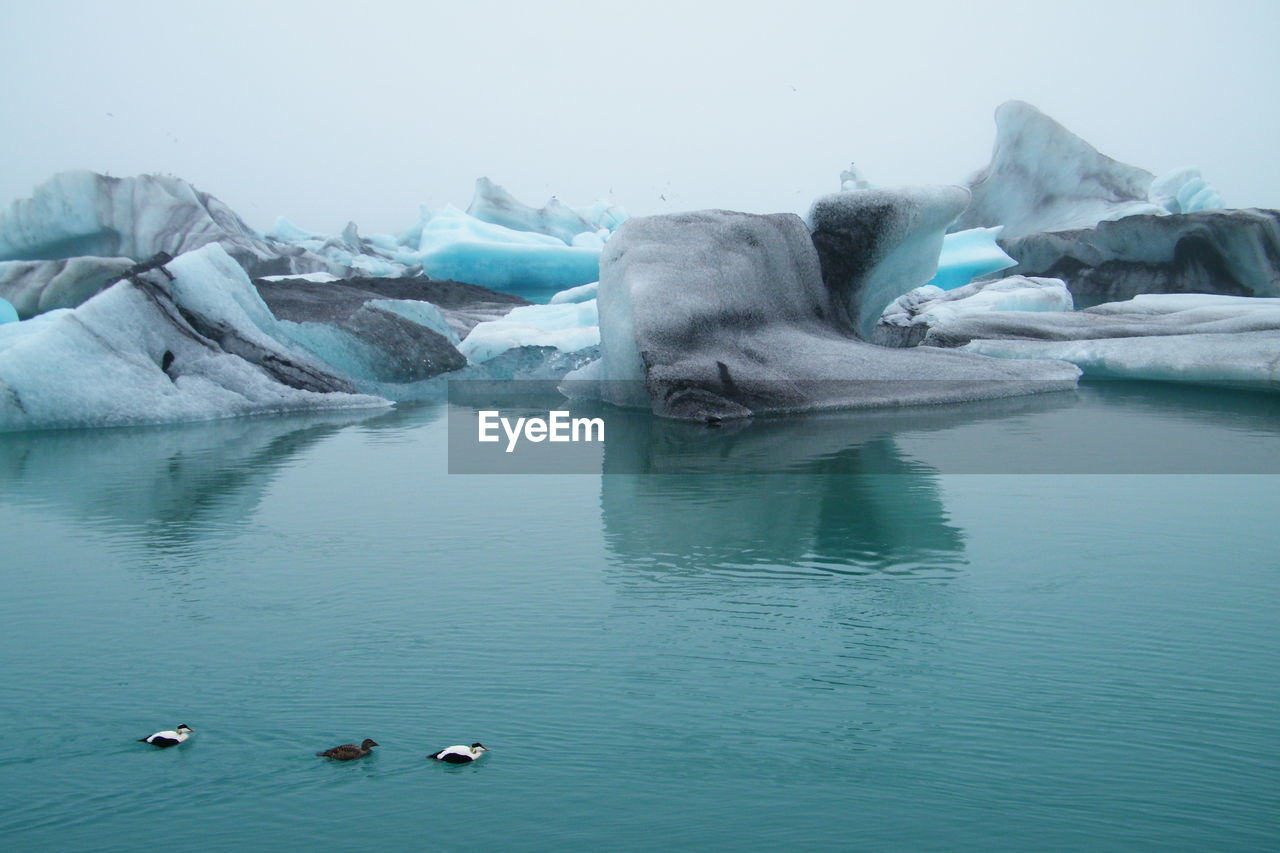 Ducks swimming in lake during winter