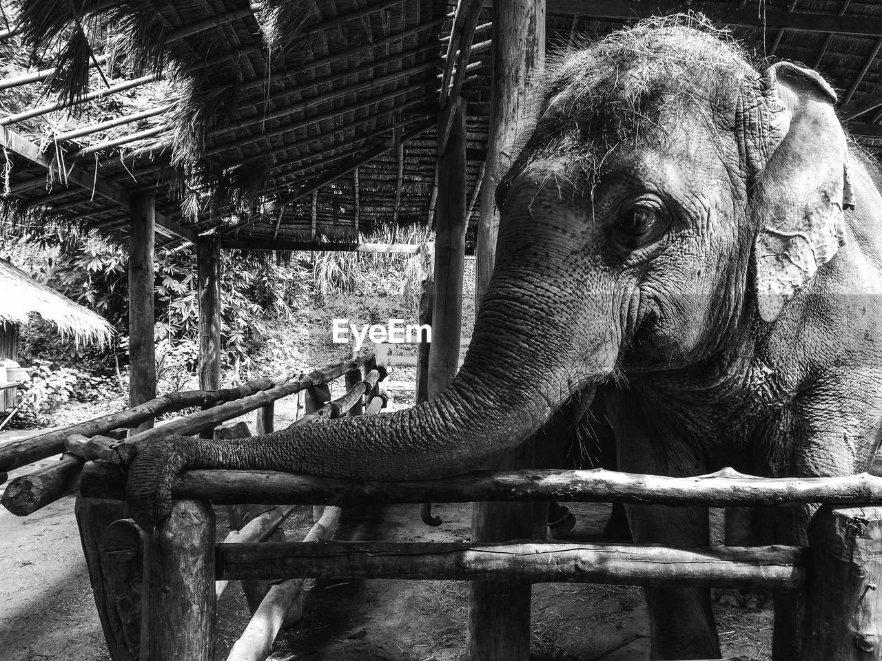 Elephant in shed