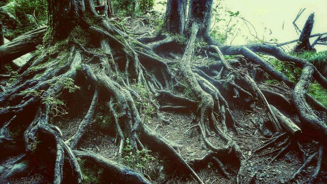 VIEW OF TREES IN FOREST
