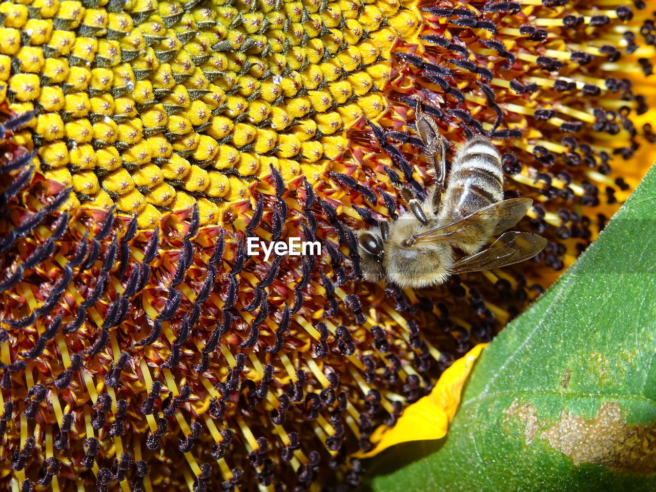 CLOSE-UP OF BEES ON YELLOW LEAF