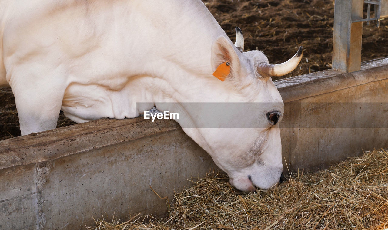 An adult cattle eats hay on a farm. the cow with its head out of the cage feeds on dry straw.
